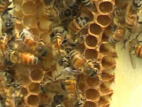 L'intruso alato: il significato della sorprendente visita di un'ape in casa